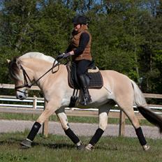 Fjordhest Caïx kraghede