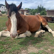 Clydesdale Cloghabruck bobby