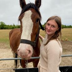 Clydesdale Cloghabruck bobby