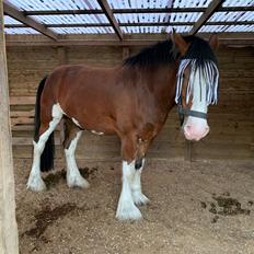 Clydesdale Cloghabruck bobby