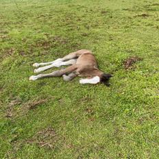 Drumhorse Lærkegaarden’s Great Phoenix