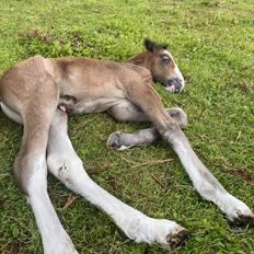 Drumhorse Lærkegaarden’s Great Phoenix