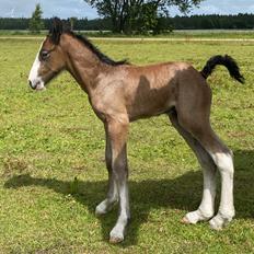 Drumhorse Lærkegaarden’s Great Phoenix