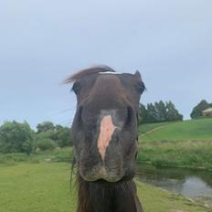 Oldenborg Torsdal's elliot