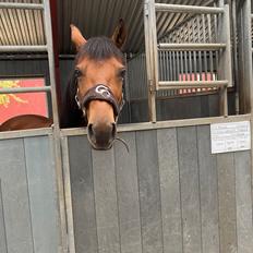 Gotlandsruss Kallestrups inaya o'shar