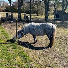 Shetlænder Møllegården,s Diana