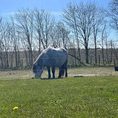 Shetlænder Møllegården,s Diana