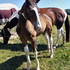 Pinto Søgårds After Eight 