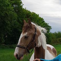 Pinto Søgårds Amaranto 