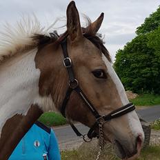 Pinto Søgårds Amaranto 