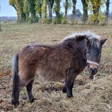 Anden særlig race Zweet Kitkat