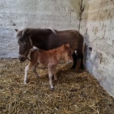 Anden særlig race Zweet Kitkat