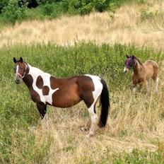 Pinto Hoelgaard´s Zaijo´s Pride