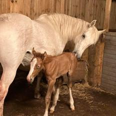 Connemara Mary’s Precious Pride 