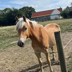Haflinger Milton