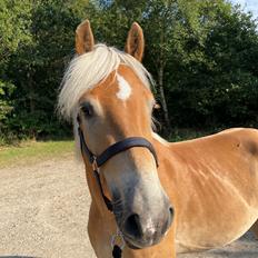 Haflinger Milton