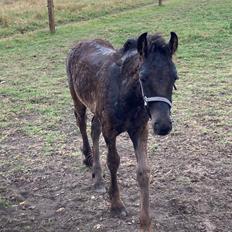 Fell pony Hollyhusets Bombay Saphire SOLGT