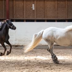 Fell pony Hollyhusets Bombay Saphire SOLGT