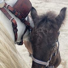 Fell pony Hollyhusets Bombay Saphire SOLGT