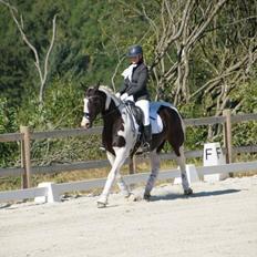 Pinto Søgårds Purple Rain