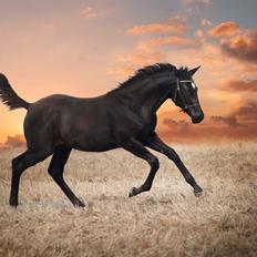 Trakehner Isaya by Witzel