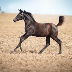 Trakehner Isaya by Witzel