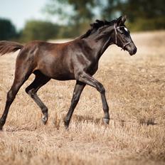 Trakehner Isaya by Witzel