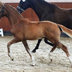 Dansk Varmblod Secret Dancer By Witzel