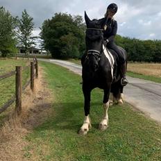 Tobiano Friesian (H-C Horses) Barbara von R