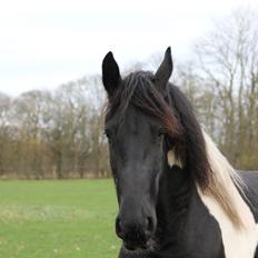 Tobiano Friesian (H-C Horses) Barbara von R