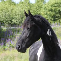 Tobiano Friesian (H-C Horses) Barbara von R