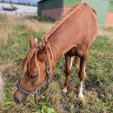 Arabisk fuldblod (OX) Bazz OX