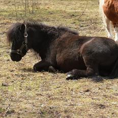 Anden særlig race I Silver [Gajol/Geo]