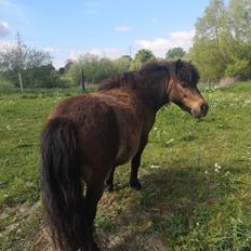 Shetlænder I Kildevælds Jamie