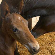 Traver LuciferMorningstar