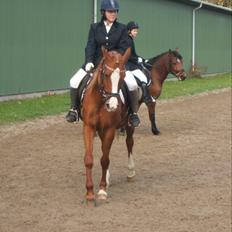 Arabisk fuldblod (OX) I Ariel 