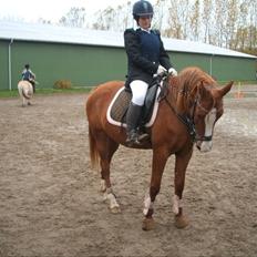 Arabisk fuldblod (OX) I Ariel 