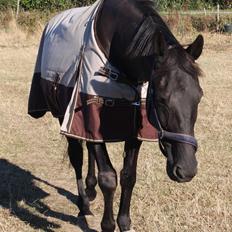 Traver Hawaii Broline