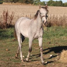 Welsh Partbred (Sec F) Bella