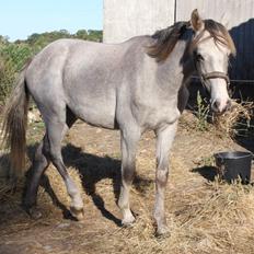 Welsh Partbred (Sec F) Bella