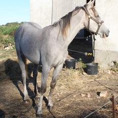 Welsh Partbred (Sec F) Bella