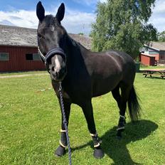 Dansk Varmblod Søndergaards hot 4 you