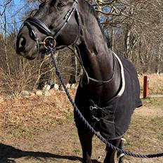 Dansk Varmblod Søndergaards hot 4 you