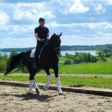 Dansk Varmblod Søndergaards hot 4 you