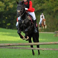 Tysk Sportspony Lady Chanel