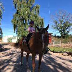 Anden særlig race Flash