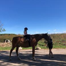 Anden særlig race Flash