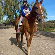 Anden særlig race Flash