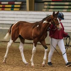 Pinto Søgårds After Eight 