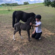 Welsh Mountain (sec A) Teglhavens Black Tequila